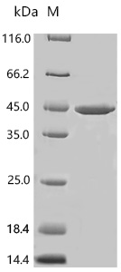 SDS-PAGE