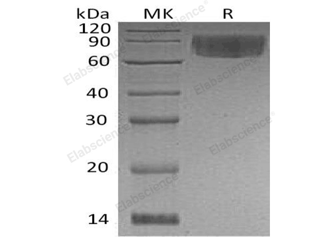 Валидация Elabscience PKSH033204(3553)