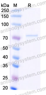 EHE77801, SDS-PAGE