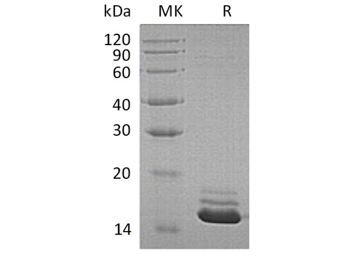 Валидация Elabscience PKSH032323(2814)