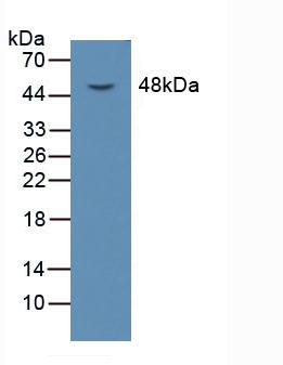 6103
