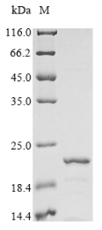 SDS-PAGE