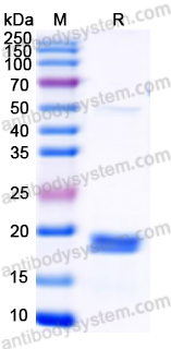 Валидация AntibodySystem YHG93802