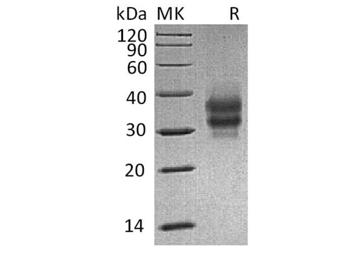 Валидация Elabscience PKSM041337(5231)