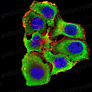 Валидация IF - AntibodySystem RHD99701