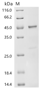 SDS-PAGE