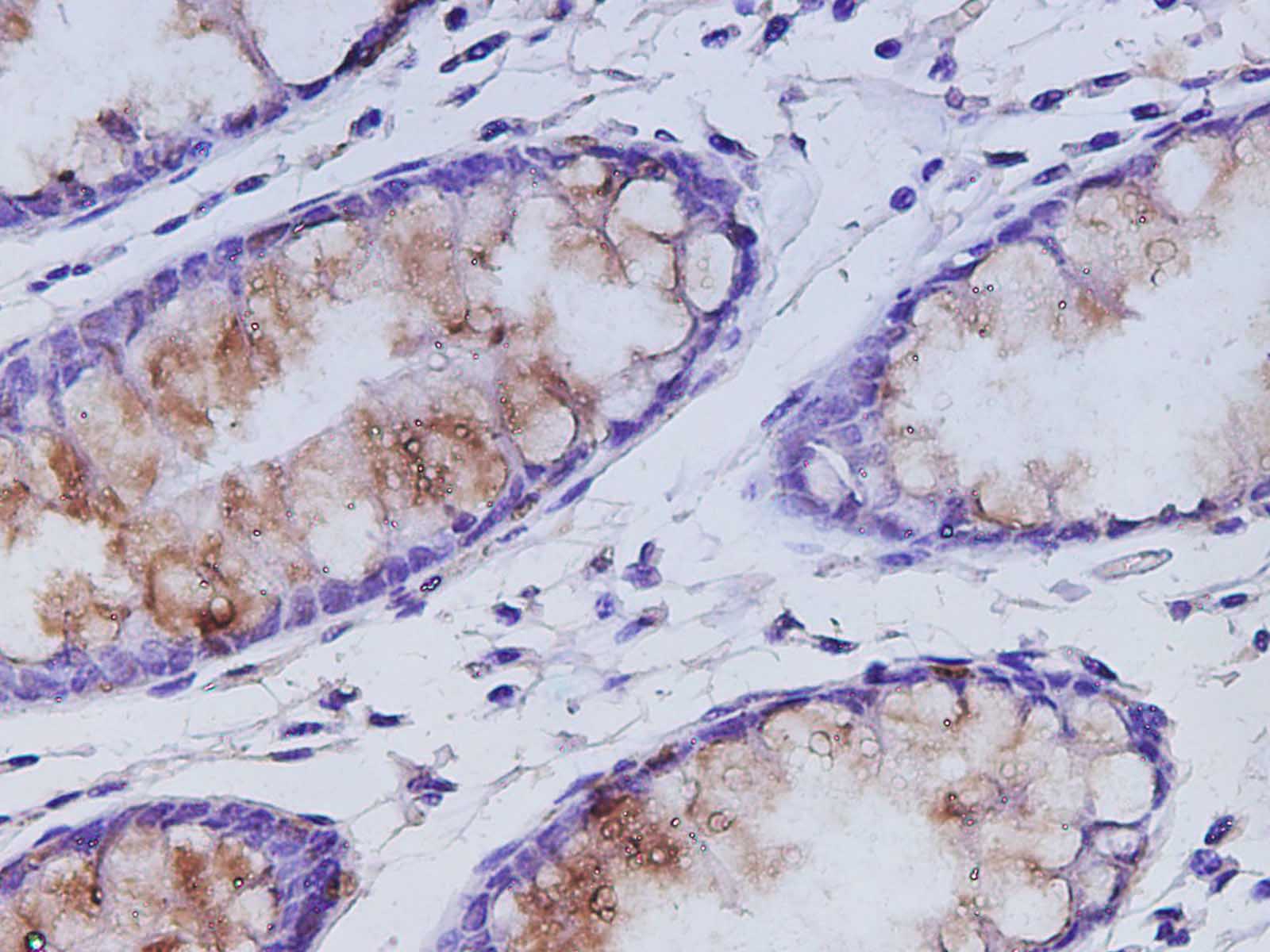 Валидация Elabscience D-AB-10446L