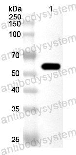 Валидация AntibodySystem PXX20301
