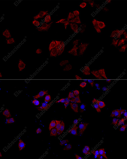 Иммунофлуоресценция, CD40L, клетки HeLa