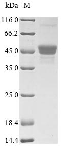 SDS-PAGE