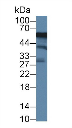 8918