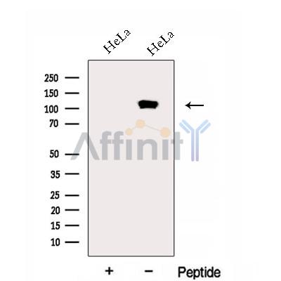 Валидация Affinity DF12976 - 7751