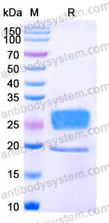 EHB65501, SDS-PAGE