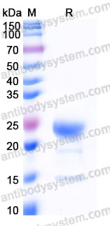 EHB95401, SDS-PAGE