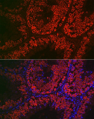 Валидация Elabscience E-AB-91224