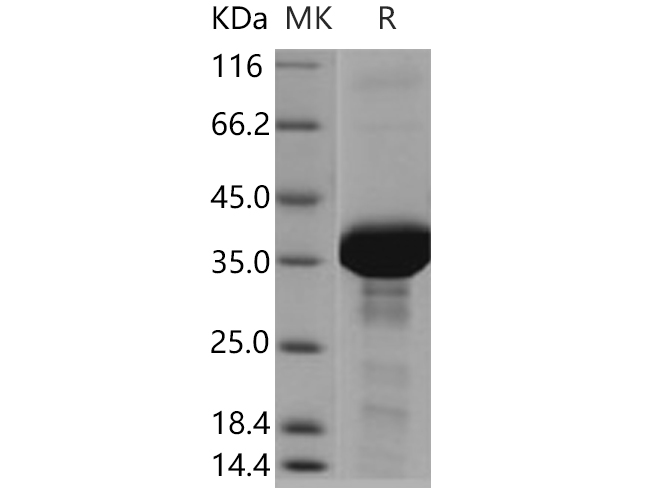 Валидация Elabscience PKSH030685(1559)