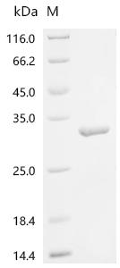 SDS-PAGE