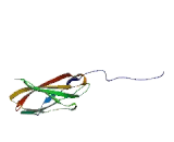 Sidekick Homolog 1, Cell Adhesion Molecule (SDK1) Sidekick Homolog 1, Cell Adhesion Molecule (SDK1)