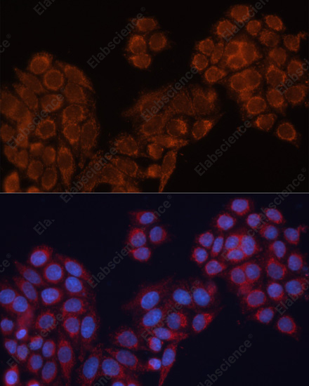 Иммунофлуоресценция, ALDH6A1, клетки HeLa