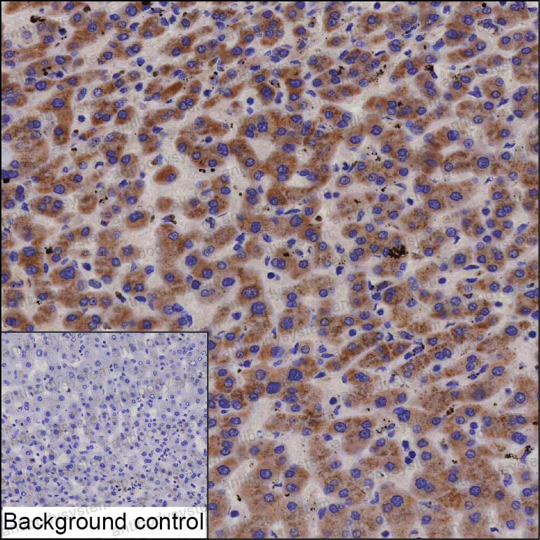 Валидация AntibodySystem RHP08701