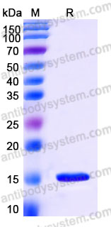 AHC35701, SDS-PAGE