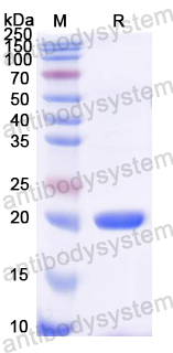 YRK99801, SDS-PAGE