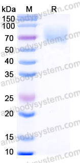 AHH31802, SDS-PAGE