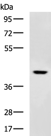 Валидация AssayVector ARM1725(2052)