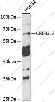 Вестерн-блоттинг, CREB3L2, клетки HepG2