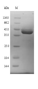 SDS-PAGE