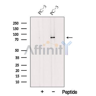 Валидация Affinity DF12784 - 7474