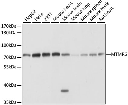 Валидация Elabscience E-AB-65275