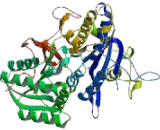 Glutamate Receptor, Metabotropic 3 (GRM3)