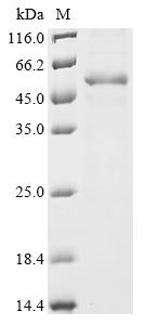 SDS-PAGE
