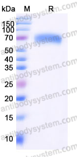 AHJ66302, SDS-PAGE