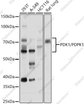 Вестерн-блоттинг, PDK1/PDPK1, различные клеточные линии