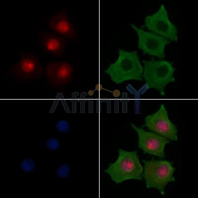 Валидация Affinity AF7733 - 4432