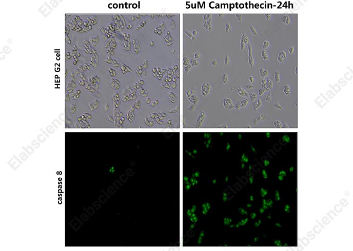 Валидация Elabscience E-CK-A488 - 165