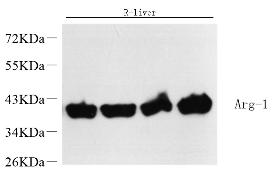 Валидация Elabscience E-AB-70142