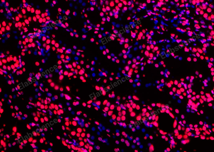 Валидация Elabscience E-CK-A325 - 106