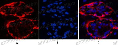 Валидация IF - AntibodySystem RHG01702