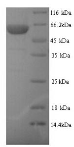 SDS-PAGE