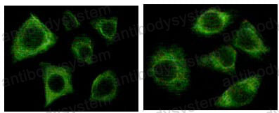 Валидация IF - AntibodySystem RHC99503