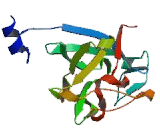 Fibroblast Growth Factor 8, Androgen Induced (FGF8) Fibroblast Growth Factor 8, Androgen Induced (FGF8)