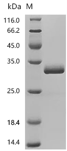 SDS-PAGE