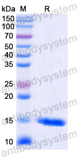Валидация SDS-PAGE - AntibodySystem RHD80801