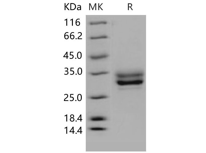 Валидация Elabscience PKSM040667(4650)