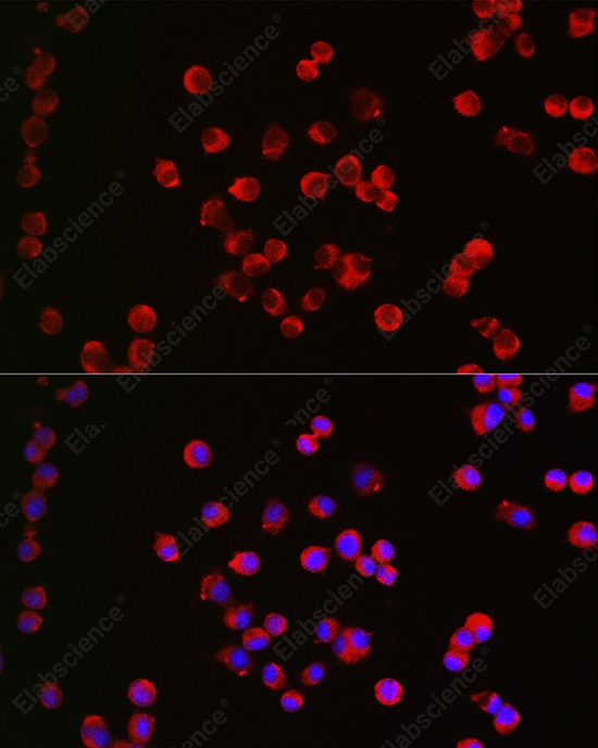 Иммунофлуоресценция, CHRM1, клетки Neuro-2a