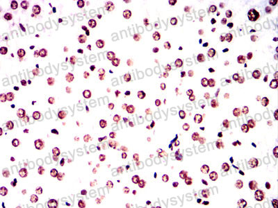 Валидация AntibodySystem RHG48104 (2966)