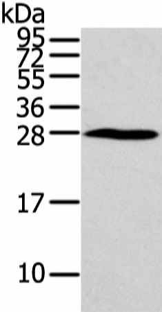Валидация Elabscience E-AB-17333
